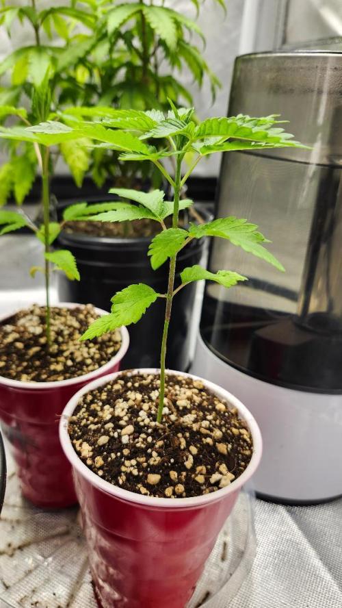 Grape Soda. Week 30