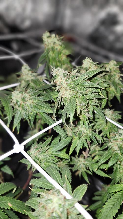Grapeppy Grape!!. Week 30 - 05/03 (M)