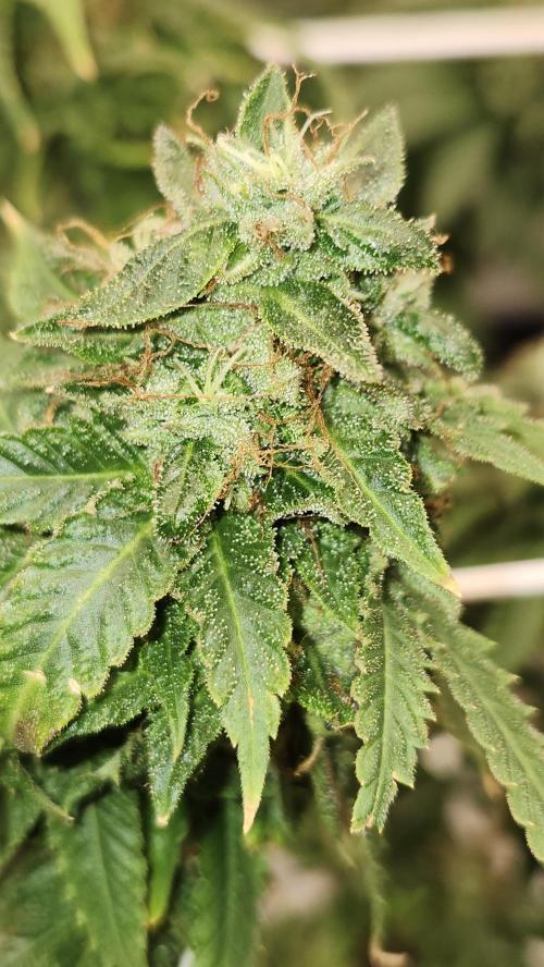 Grapeppy Grape!!. Week 30 - 05/03 (M)