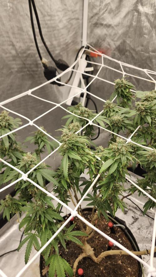 Grapeppy Grape!!. Week 30 - 05/03 (M)
