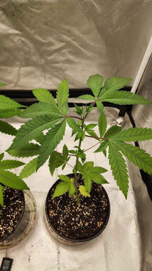 Big Berry Bliss !!Business!!. Week 3 - 05/03 (1)