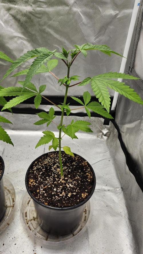 Big Berry Bliss !!Business!!. Week 3 - 05/03 (1)