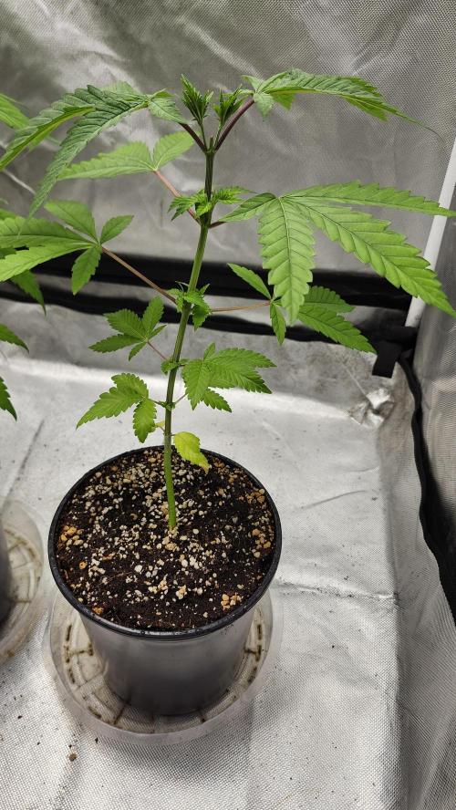 Big Berry Bliss !!Business!!. Week 3 - 05/03 (1)