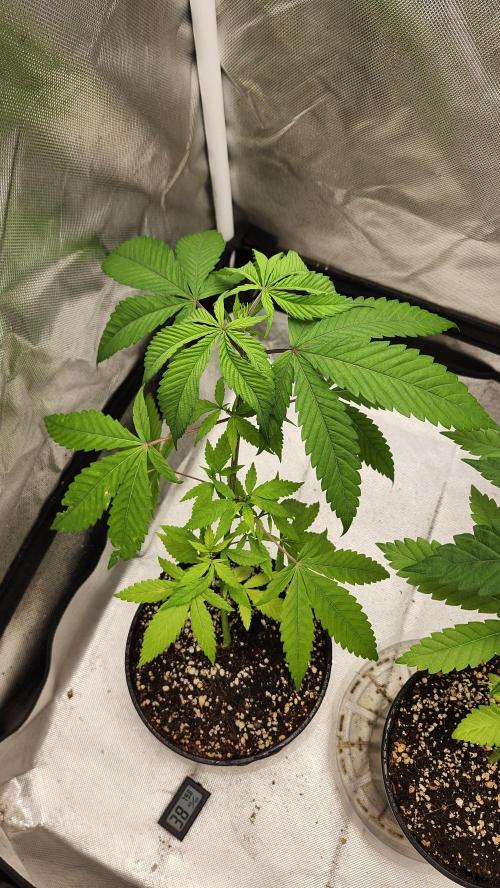 Big Berry Bliss !!Business!!. Week 3 - 05/03 (2)