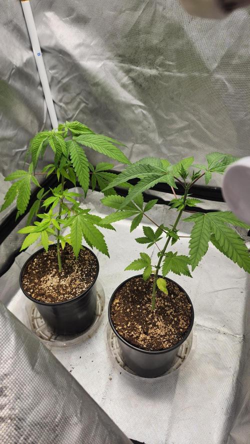 Big Berry Bliss !!Business!!. Week 3 - 05/03 (Both)