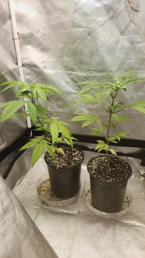 Big Berry Bliss !!Business!!. Week 3 - 05/04 (Both)