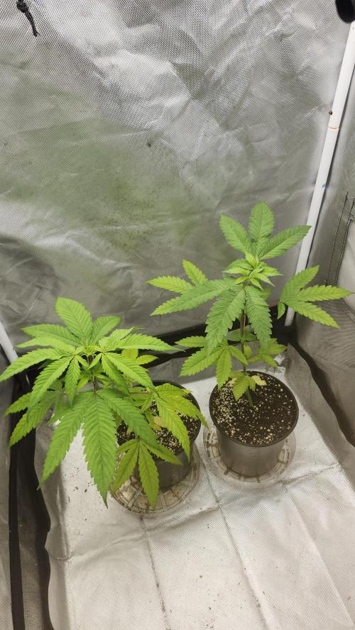 Big Berry Bliss !!Business!!. Week 3 - 05/04 (Both)