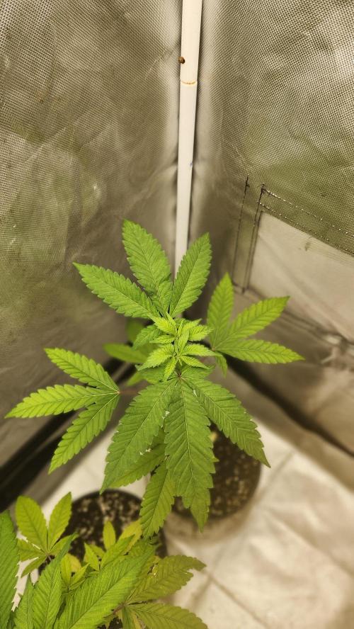 Big Berry Bliss !!Business!!. Week 3 - 05/04 (1)