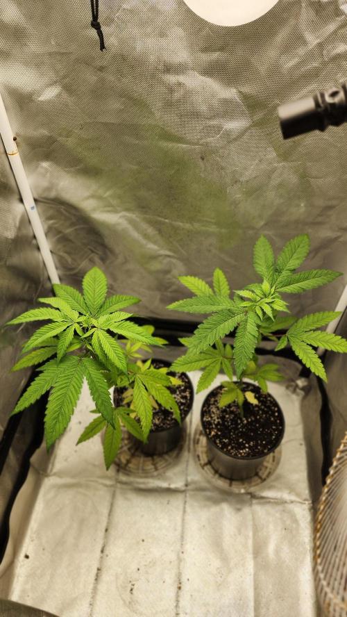Big Berry Bliss !!Business!!. Week 3