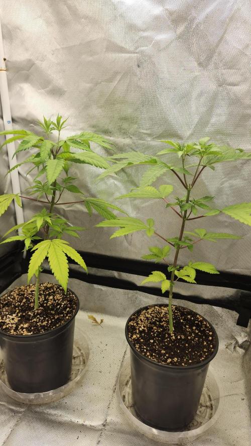 Big Berry Bliss !!Business!!. Week 3 - 05/04 (Both)