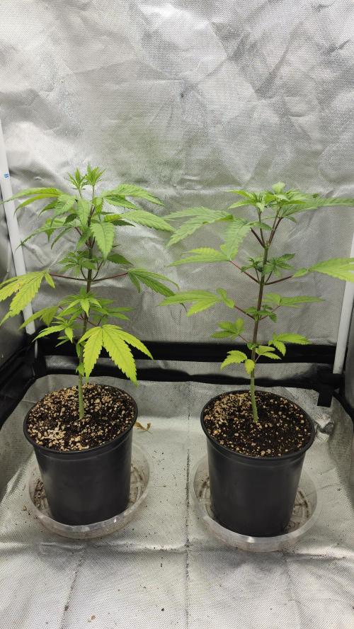 Big Berry Bliss !!Business!!. Week 3 - 05/04 (Both)