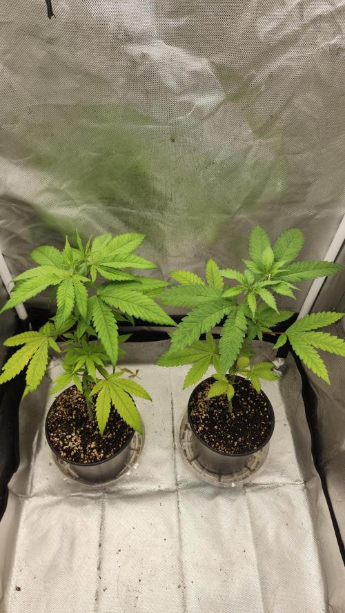 Big Berry Bliss !!Business!!. Week 3 - 05/04 (Both)