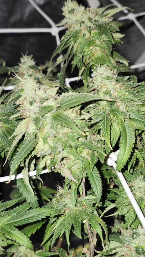 Grapeppy Grape!!. Week 30 - 05/07 (M)