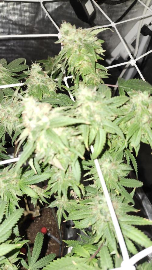 Grapeppy Grape!!. Week 30 - 05/07 (M)
