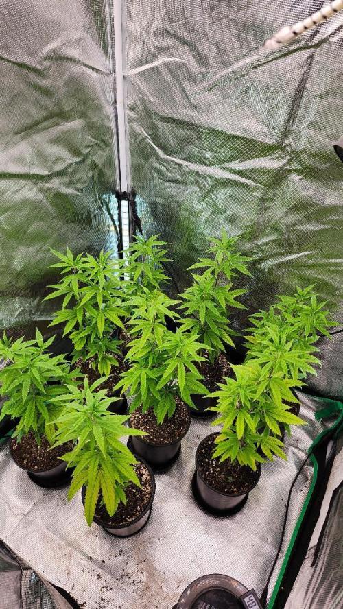 Grape Soda. Week 31