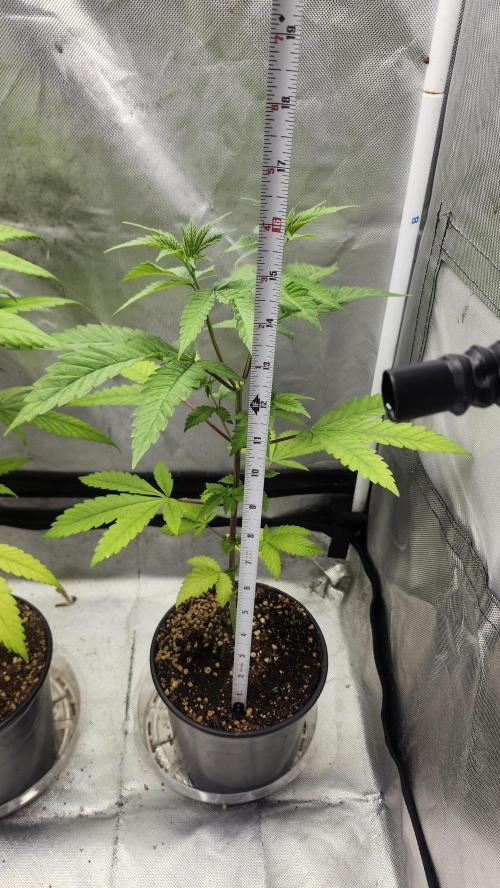 Big Berry Bliss !!Business!!. Week 4 - 05/10 
