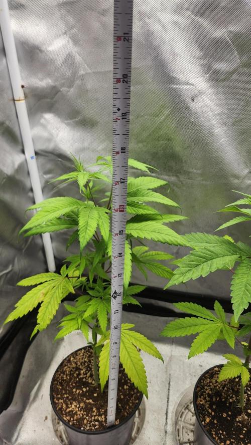 Big Berry Bliss !!Business!!. Week 4 - 05/10 