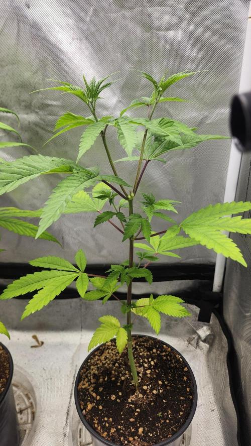 Big Berry Bliss !!Business!!. Week 4 - 05/10 
