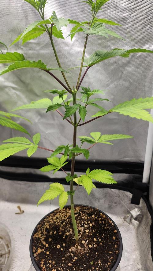 Big Berry Bliss !!Business!!. Week 4 - 05/10 