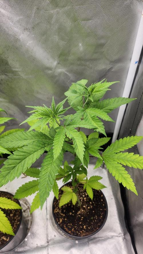 Big Berry Bliss !!Business!!. Week 4 - 05/10 