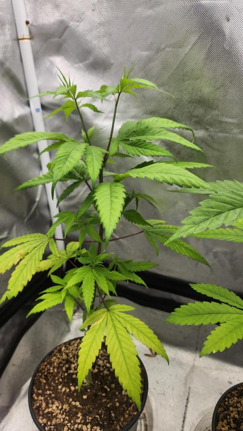 Big Berry Bliss !!Business!!. Week 4 - 05/10 