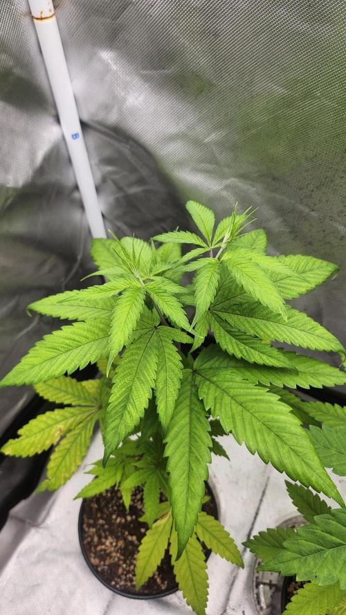 Big Berry Bliss !!Business!!. Week 4 - 05/10 