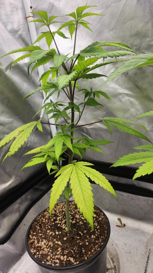 Big Berry Bliss !!Business!!. Week 4 - 05/10 