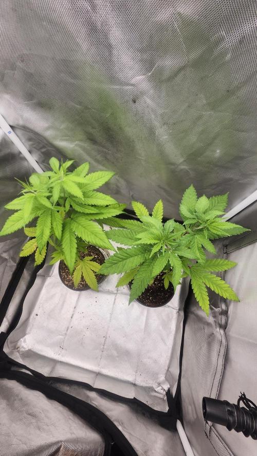 Big Berry Bliss !!Business!!. Week 4 - 05/10 