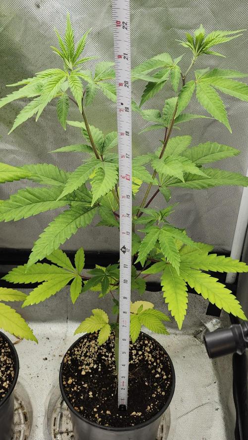 Big Berry Bliss !!Business!!. Week 4 - 05/15 (1)