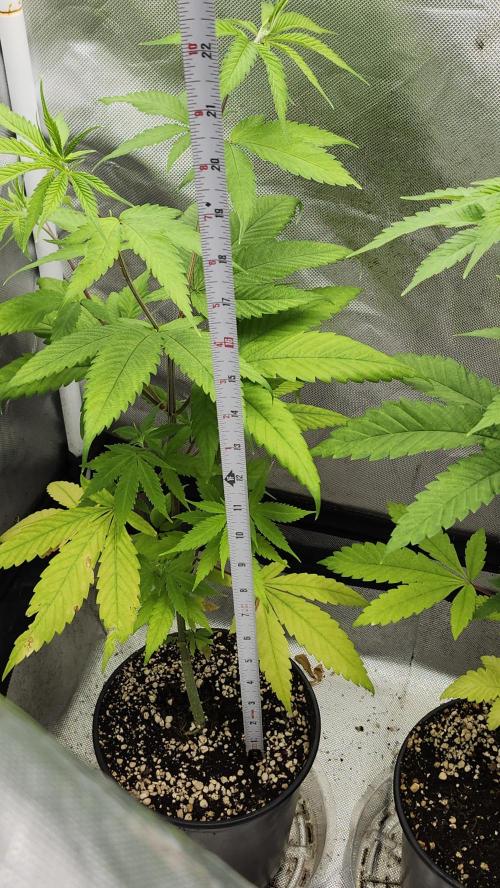 Big Berry Bliss !!Business!!. Week 4 - 05/15 (2)