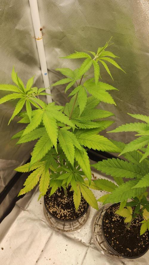 Big Berry Bliss !!Business!!. Week 4 - 05/15 (2)
