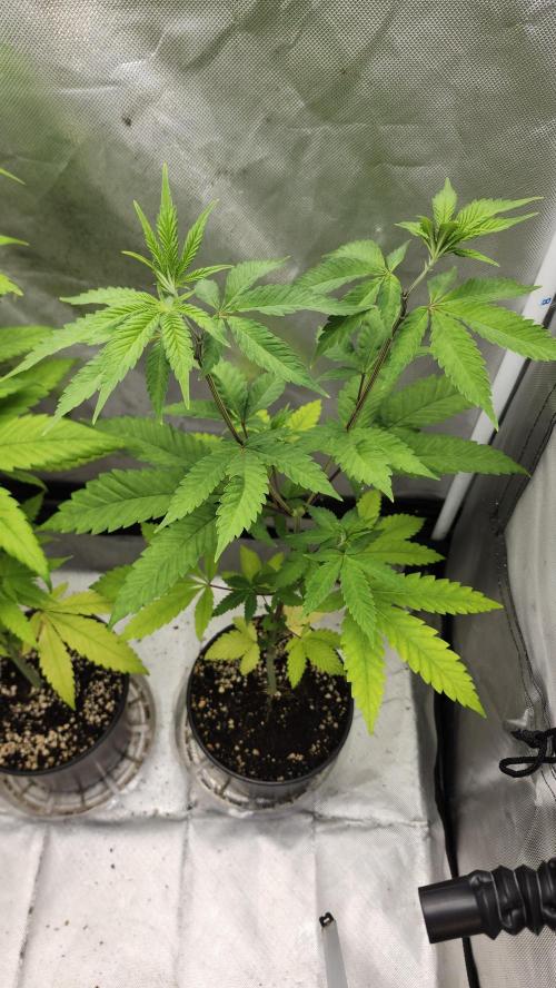 Big Berry Bliss !!Business!!. Week 4 - 05/15 (1)