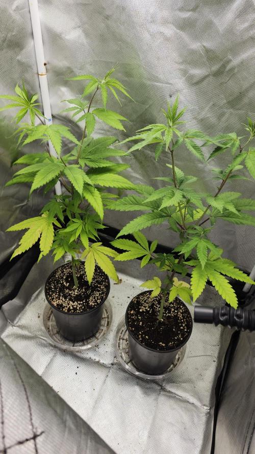 Big Berry Bliss !!Business!!. Week 4 - 05/15 (Both)