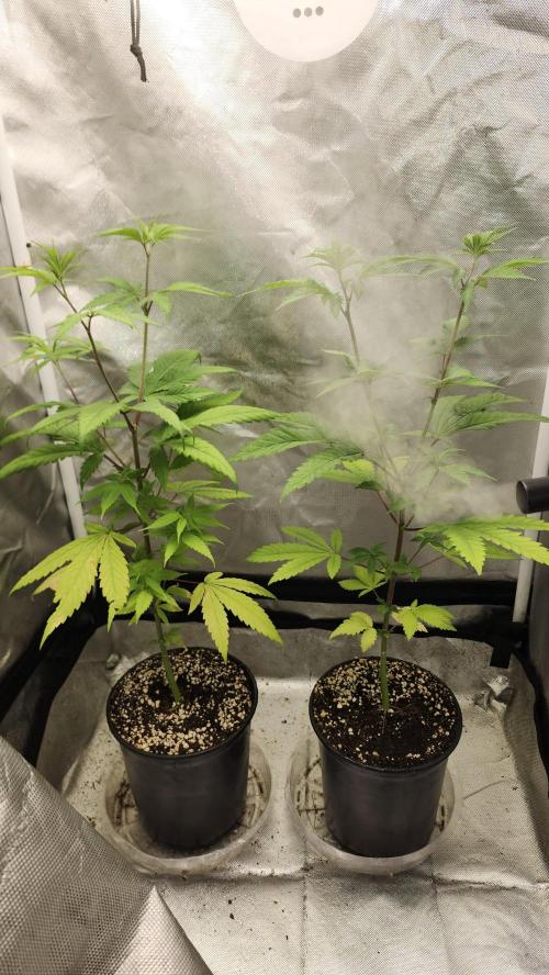 Big Berry Bliss !!Business!!. Week 4 - 05/15 (Both)