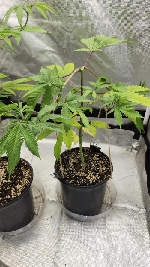 Big Berry Bliss !!Business!!. Week 5 - 05/17 (1) 