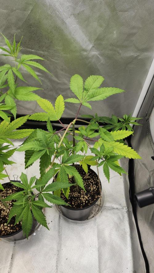 Big Berry Bliss !!Business!!. Week 5 - 05/17 (1) 