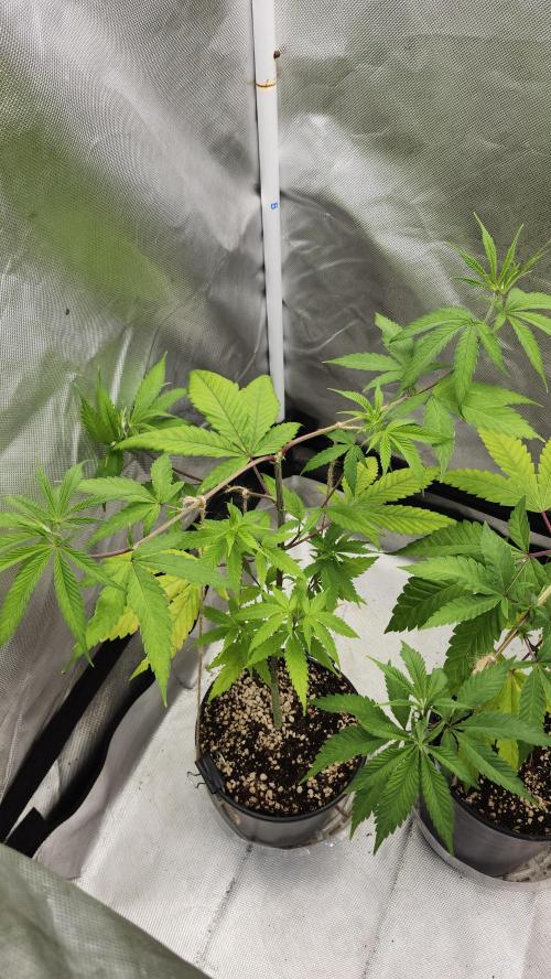 Big Berry Bliss !!Business!!. Week 5 - 05/17 (2)