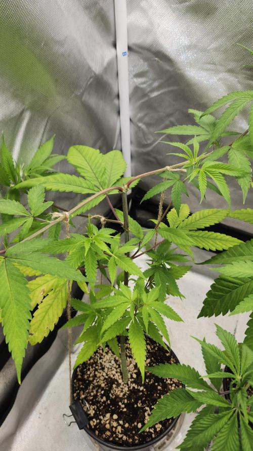 Big Berry Bliss !!Business!!. Week 5 - 05/17 (2)
