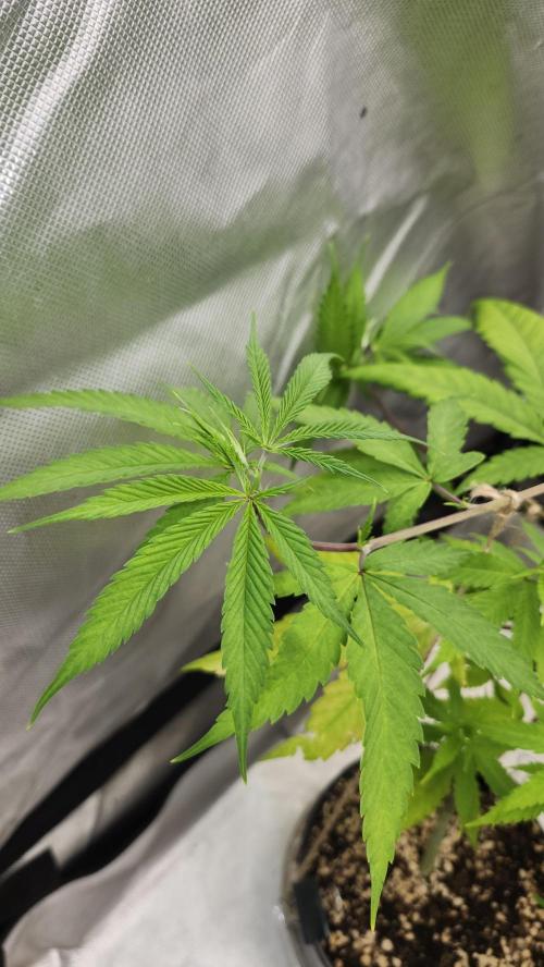 Big Berry Bliss !!Business!!. Week 5 - 05/17 (2)