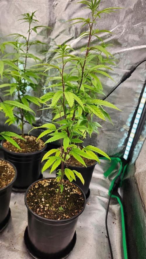 Grape Soda. Week 32