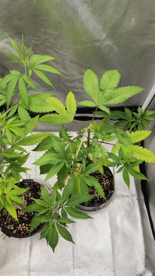 Big Berry Bliss !!Business!!. Week 5 - 05/17 (1) 