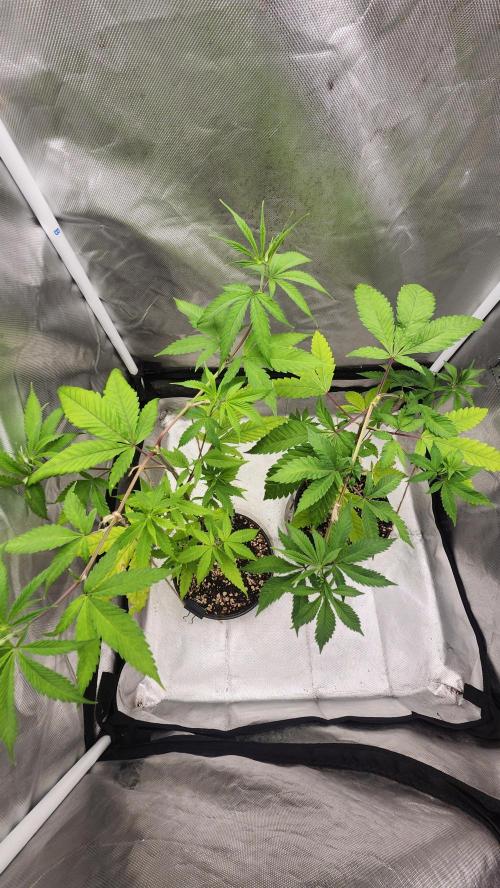 Big Berry Bliss !!Business!!. Week 5 - 05/17 (Both)