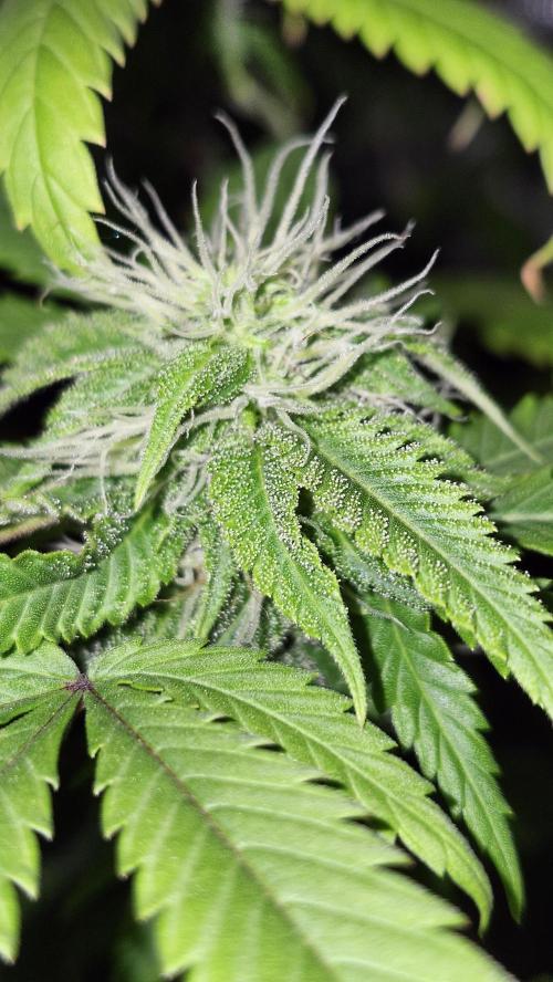 Grapeppy Grape!!. Week 32 - 05/18 (C)