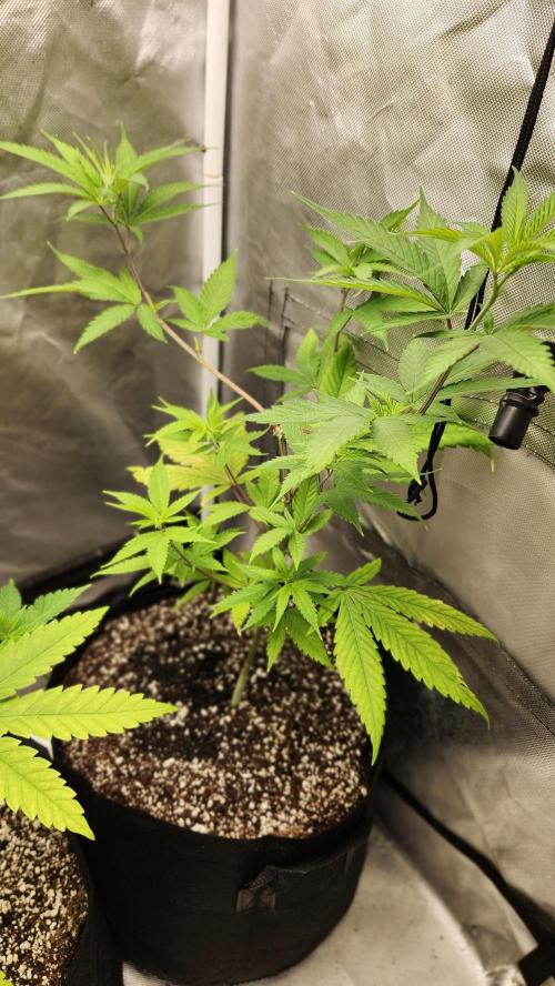 Big Berry Bliss !!Business!!. Week 5 - 05/18 (1)
