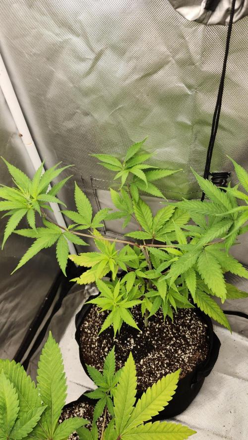 Big Berry Bliss !!Business!!. Week 5 - 05/18 (2)