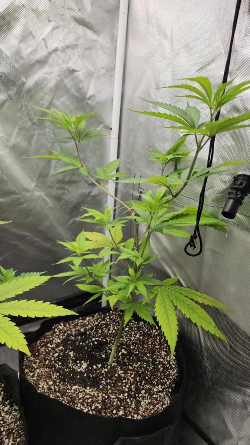 Big Berry Bliss !!Business!!. Week 5 - 05/18 (1)