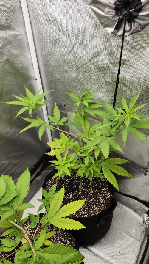 Big Berry Bliss !!Business!!. Week 5 - 05/18 (1)