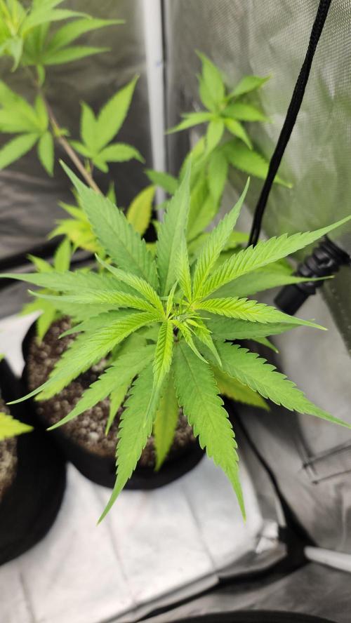 Big Berry Bliss !!Business!!. Week 5 - 05/18 (1)
