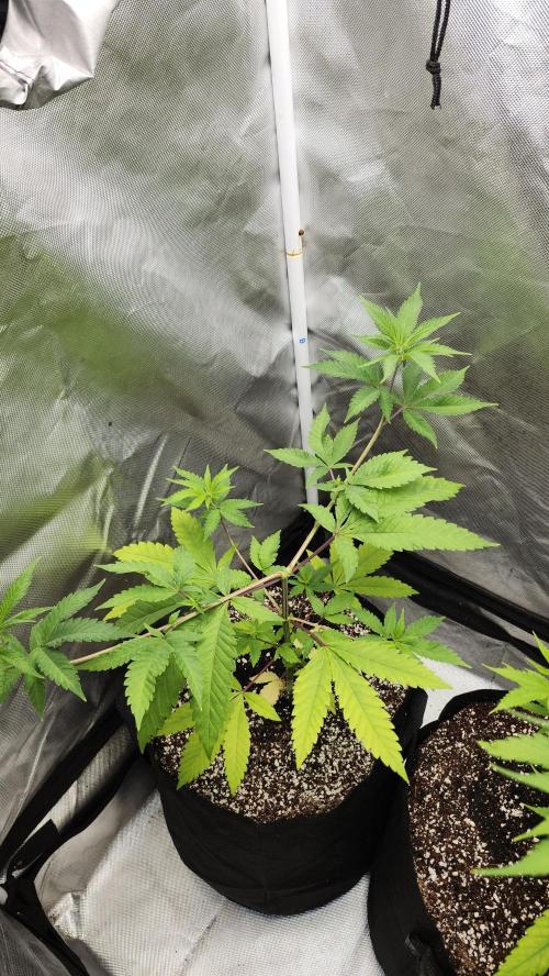 Big Berry Bliss !!Business!!. Week 5 - 05/18 (2)