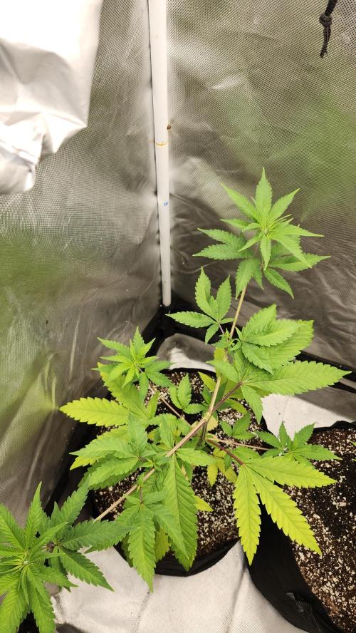 Big Berry Bliss !!Business!!. Week 5 - 05/18 (2)